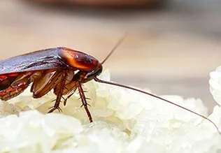 SIMPLE WAYS TO KEEP YOUR KITCHEN COCKROACH-FREE