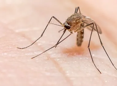 TYPES OF MALARIA YOU NEED TO KNOW ABOUT
