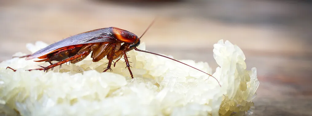 SIMPLE WAYS TO KEEP YOUR KITCHEN COCKROACH-FREE 