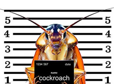 Find Out How Cockroach Spray Works & Much More