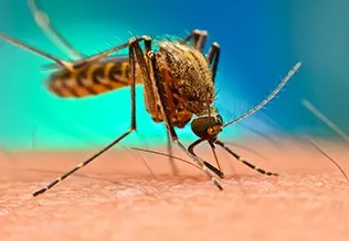 COMMON SYMPTOMS BETWEEN MALARIA AND DENGUE