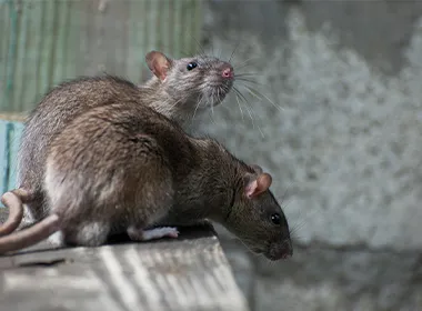 What all diseases can rats spread?