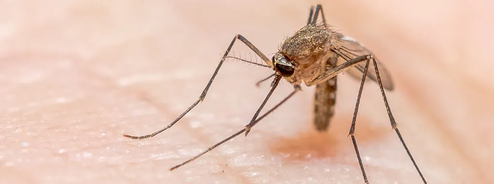 TYPES OF MALARIA YOU NEED TO KNOW ABOUT 