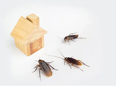 Insect Proofing Your House During Lockdown - Pest Control Tips