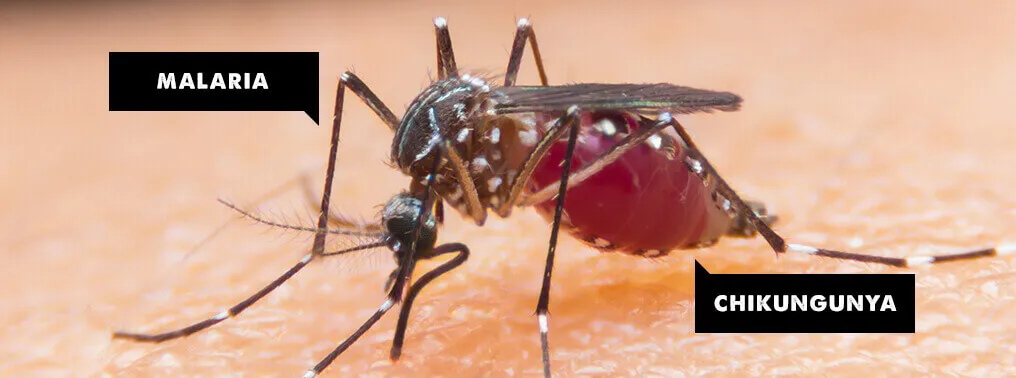 SIMILARITIES BETWEEN MALARIA AND CHIKUNGUNYA 