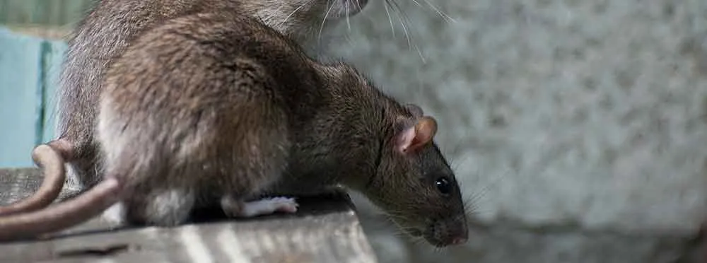 What all diseases can rats spread? 