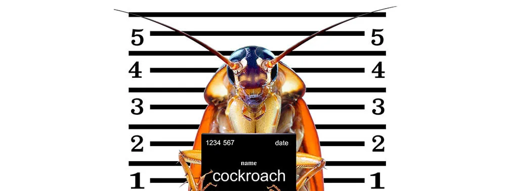 Find Out How Cockroach Spray Works & Much More 