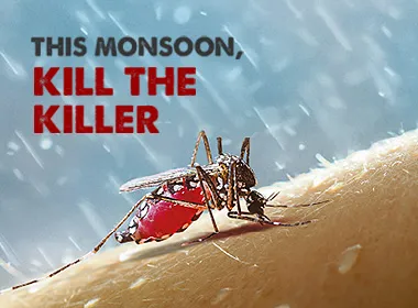 The many types of mosquitoes and why they are all dangerous