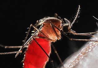 Mosquitoes In India: How Mosquito Killer Spray Helps