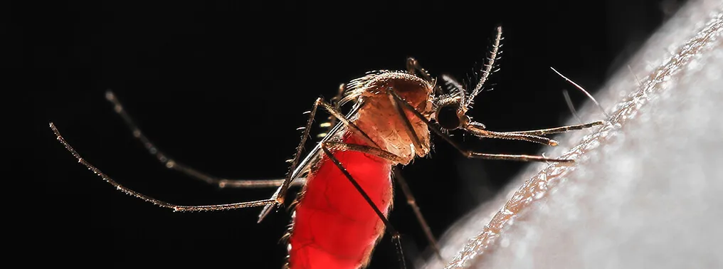 Mosquitoes In India: How Mosquito Killer Spray Helps 