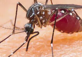 SIMILARITIES BETWEEN MALARIA AND CHIKUNGUNYA