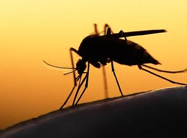 Debunking Common Myths about Mosquito Repellents