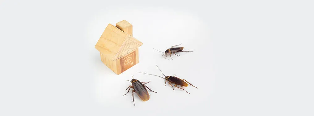 Insect Proofing Your House During Lockdown - Pest Control Tips 
